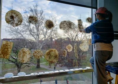 A window with live plant specimens against the glass, with a person facing the window hanging a specimem. 